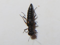 Stenus bimaculatus
