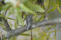Hakea varia
