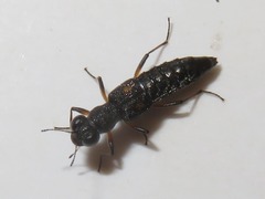 Stenus bimaculatus