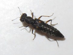Stenus bimaculatus