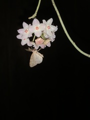 Chalastra aristarcha