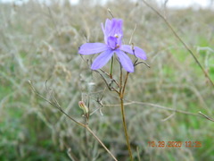 Delphinium consolida paniculatum