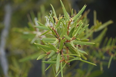 Hakea varia