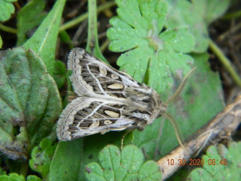 Ulochlaena hirta
