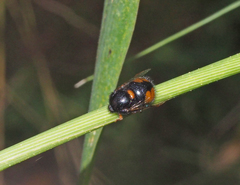 Pterodontia mellii