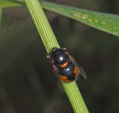 Pterodontia mellii