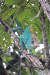 Calumma parsonii parsonii