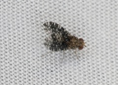 Homoneura trypetoptera