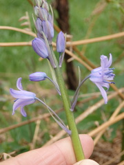Hyacinthoides paivae