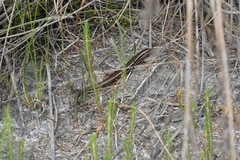 Ctenotus labillardieri