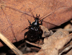 Sphaeroderus