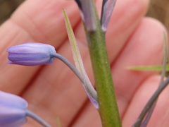 Hyacinthoides paivae