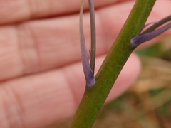 Hyacinthoides paivae