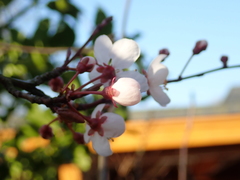 Prunus cerasifera pissardii