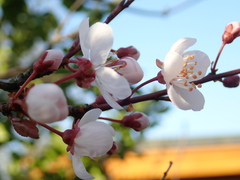 Prunus cerasifera pissardii