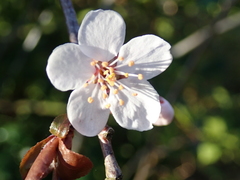 Prunus cerasifera pissardii