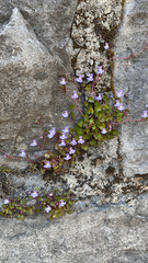 Cymbalaria muralis