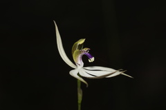 Praecoxanthus aphyllus