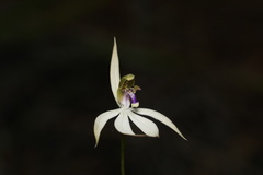 Praecoxanthus aphyllus