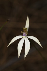 Praecoxanthus aphyllus