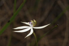 Praecoxanthus aphyllus