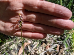 Genoplesium filiforme