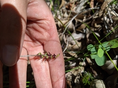 Genoplesium filiforme