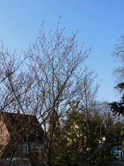 Prunus cerasifera pissardii