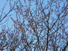 Prunus cerasifera pissardii