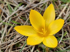 Crocus