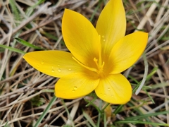 Crocus