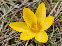 Crocus