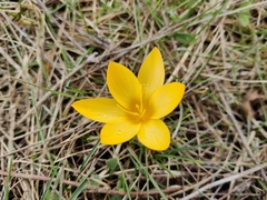 Crocus