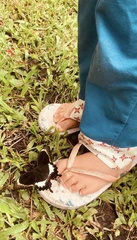 Papilio fuscus capaneus