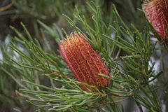 Banksia occidentalis