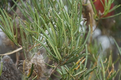 Banksia occidentalis