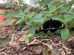 Papilio fuscus capaneus