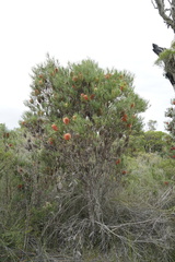 Banksia occidentalis