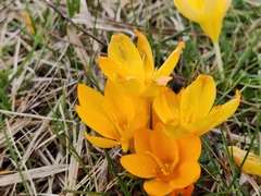 Crocus