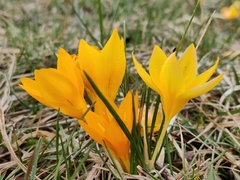 Crocus