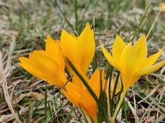 Crocus