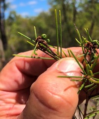 Acacia quadrilateralis