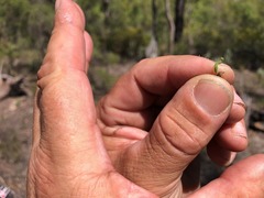 Acacia quadrilateralis
