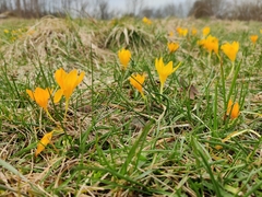 Crocus