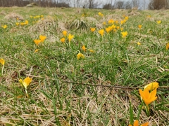 Crocus