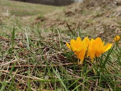 Crocus