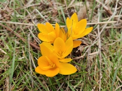 Crocus