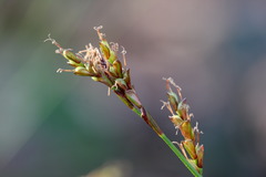 Carex digitata