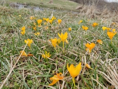 Crocus