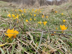 Crocus